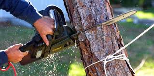 Best Leaf Removal  in Laurence Harbor, NJ