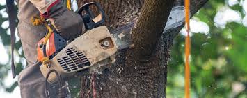 Best Stump Grinding and Removal  in Laurence Harbor, NJ
