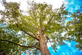 Best Lawn Maintenance Plans  in Laurence Harbor, NJ