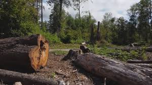Best Tree Mulching  in Laurence Harbor, NJ