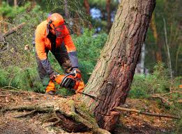 Trusted Laurence Harbor, NJ Tree Removal Experts