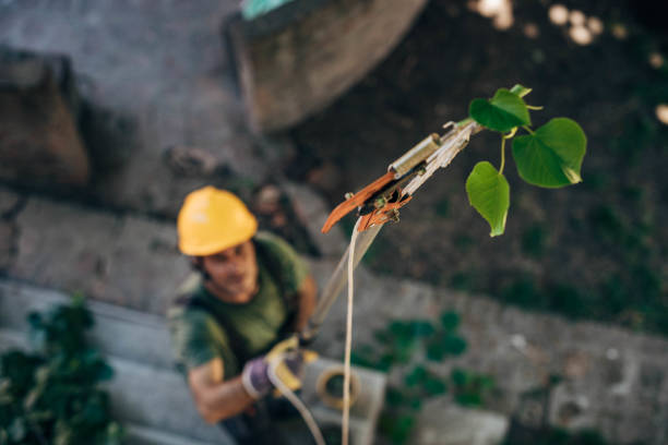 Laurence Harbor, NJ Tree Removal Pros
