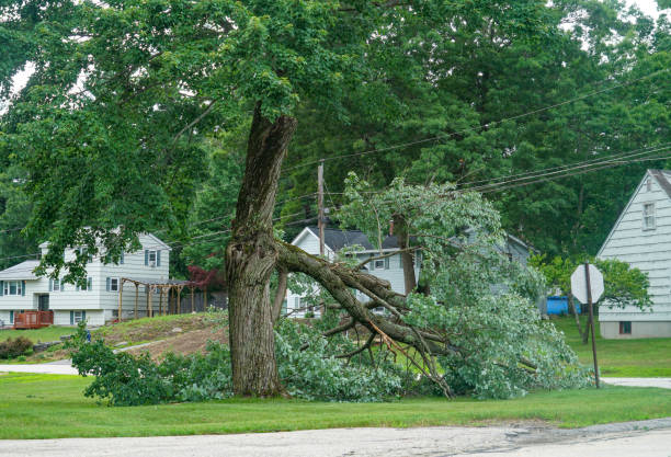 How Our Tree Care Process Works  in  Laurence Harbor, NJ