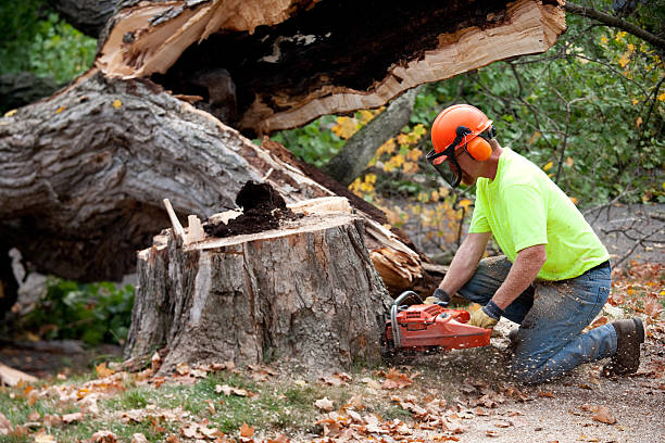 Best Tree Preservation Services  in Laurence Harbor, NJ