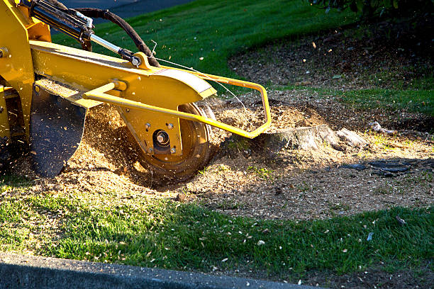 Best Tree Disease Treatment  in Laurence Harbor, NJ