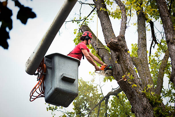 Best Firewood Processing and Delivery  in Laurence Harbor, NJ